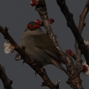 Neochmia temporalis at Macgregor, ACT - suppressed