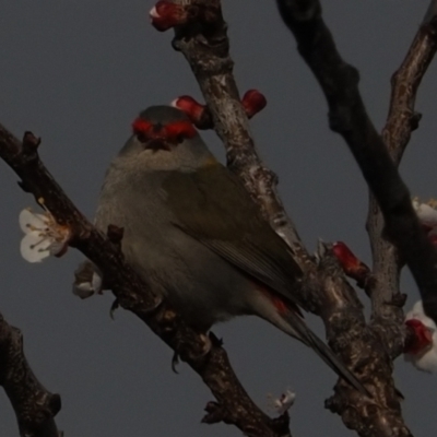Neochmia temporalis (Red-browed Finch) at Macgregor, ACT - 31 Aug 2021 by Caric
