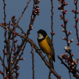 Pachycephala pectoralis at Macgregor, ACT - suppressed