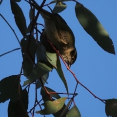 Melithreptus brevirostris (Brown-headed Honeyeater) at Molonglo River Reserve - 2 Sep 2021 by Caric