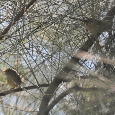 Acanthiza pusilla (Brown Thornbill) at Cook, ACT - 1 Sep 2021 by Tammy