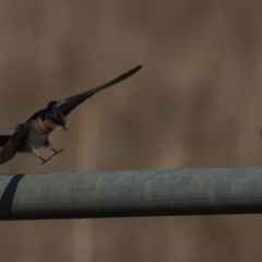 Hirundo neoxena (Welcome Swallow) at Holt, ACT - 2 Sep 2021 by Caric