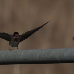 Hirundo neoxena at Holt, ACT - 2 Sep 2021