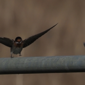 Hirundo neoxena at Holt, ACT - 2 Sep 2021 03:20 PM