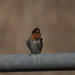 Hirundo neoxena at Holt, ACT - 2 Sep 2021