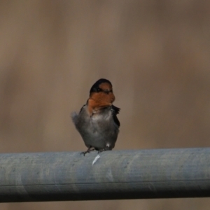 Hirundo neoxena at Holt, ACT - 2 Sep 2021 03:20 PM