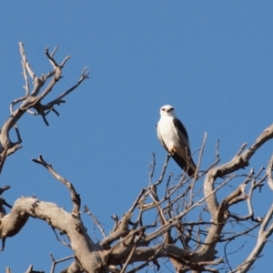 Elanus axillaris at Holt, ACT - 2 Sep 2021