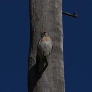 Falco cenchroides at Wallaroo, NSW - 1 Sep 2021 02:04 PM