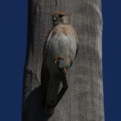 Falco cenchroides at Wallaroo, NSW - 1 Sep 2021 02:04 PM