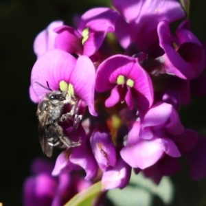 Lasioglossum (Chilalictus) sp. (genus & subgenus) at Cook, ACT - 2 Sep 2021