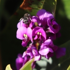 Lasioglossum (Chilalictus) sp. (genus & subgenus) at Cook, ACT - 2 Sep 2021 10:25 AM