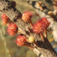 Allocasuarina verticillata (Drooping Sheoak) at Calwell, ACT - 10 Aug 2021 by MichaelBedingfield