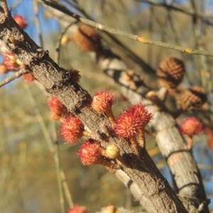 Allocasuarina verticillata at Calwell, ACT - 10 Aug 2021