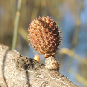 Allocasuarina verticillata at Calwell, ACT - 10 Aug 2021