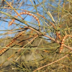 Allocasuarina verticillata (Drooping Sheoak) at Calwell, ACT - 10 Aug 2021 by michaelb