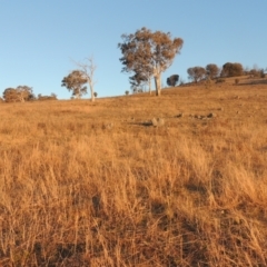 Bothriochloa macra (Red Grass, Red-leg Grass) at Conder, ACT - 10 Aug 2021 by MichaelBedingfield