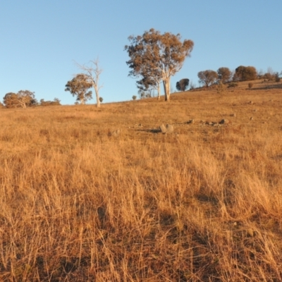 Bothriochloa macra (Red Grass, Red-leg Grass) at Conder, ACT - 10 Aug 2021 by MichaelBedingfield