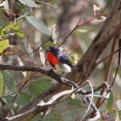 Dicaeum hirundinaceum (Mistletoebird) at Gordon, ACT - 3 Sep 2021 by ChrisHolder