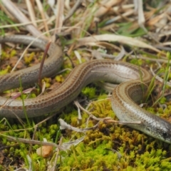 Delma impar (Striped Legless-lizard) at Budjan Galindji (Franklin Grassland) Reserve - 3 Sep 2021 by BrianHerps