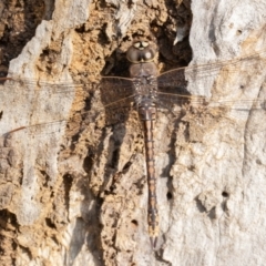 Anax papuensis at Symonston, ACT - 3 Sep 2021