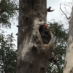 Callocephalon fimbriatum (Gang-gang Cockatoo) at Watson, ACT - 1 Feb 2021 by JochenZeil