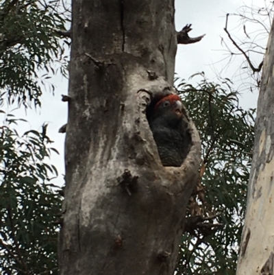 Callocephalon fimbriatum (Gang-gang Cockatoo) at GG178 - 1 Feb 2021 by JochenZeil