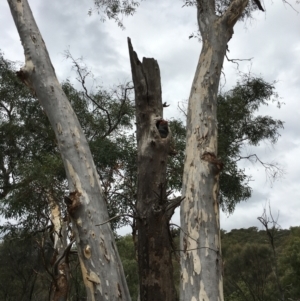 Callocephalon fimbriatum at Watson, ACT - suppressed