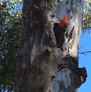 Callocephalon fimbriatum at Watson, ACT - suppressed