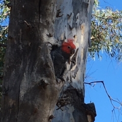 Callocephalon fimbriatum at Watson, ACT - suppressed