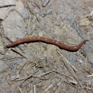 Fletchamia quinquelineata at Hackett, ACT - 1 Sep 2021