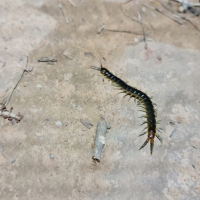 Scolopendromorpha (order) (A centipede) at Downer, ACT - 1 Sep 2021 by sbittinger