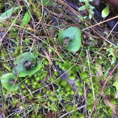 Corysanthes incurva (Slaty Helmet Orchid) at Mount Majura - 21 Jul 2021 by petersan