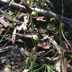 Pterostylis nutans at Downer, ACT - suppressed