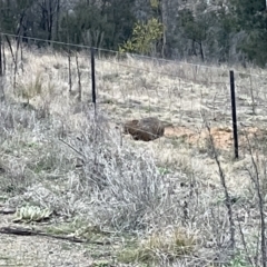 Vombatus ursinus at Molonglo Valley, ACT - 26 Aug 2021 05:34 PM