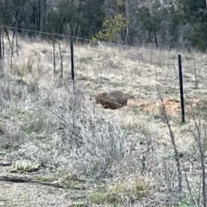 Vombatus ursinus at Molonglo Valley, ACT - 26 Aug 2021 05:34 PM