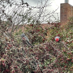 Callocephalon fimbriatum at Waramanga, ACT - suppressed