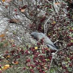 Callocephalon fimbriatum at Waramanga, ACT - suppressed