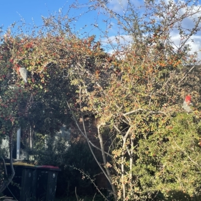 Callocephalon fimbriatum (Gang-gang Cockatoo) at Waramanga, ACT - 17 Jun 2021 by Jeezwe