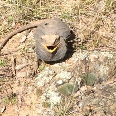 Pogona barbata (Eastern Bearded Dragon) at Mount Majura - 20 Aug 2021 by petersan