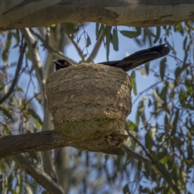 Corcorax melanorhamphos (White-winged Chough) at Mount Ainslie - 2 Sep 2021 by trevsci