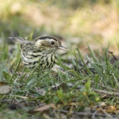 Pyrrholaemus sagittatus (Speckled Warbler) at Mount Ainslie - 2 Sep 2021 by trevsci