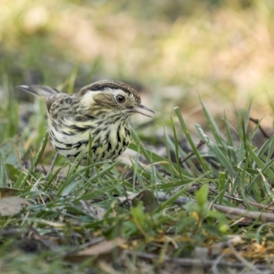 Pyrrholaemus sagittatus (Speckled Warbler) at Mount Ainslie - 2 Sep 2021 by trevsci