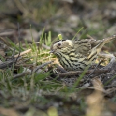 Pyrrholaemus sagittatus at Majura, ACT - 2 Sep 2021