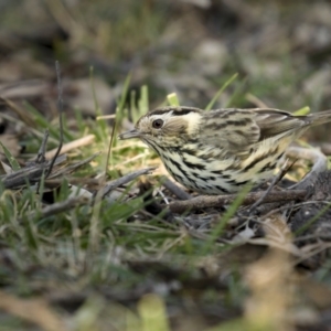 Pyrrholaemus sagittatus at Majura, ACT - 2 Sep 2021