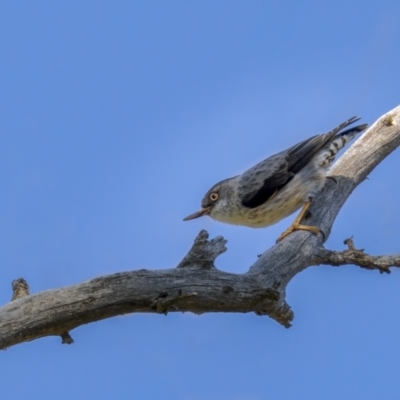 Daphoenositta chrysoptera (Varied Sittella) at Mount Ainslie - 2 Sep 2021 by trevsci