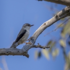 Daphoenositta chrysoptera at Majura, ACT - 2 Sep 2021