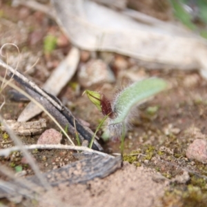 Caladenia actensis at suppressed - suppressed