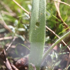 Caladenia actensis (Canberra Spider Orchid) at Downer, ACT by petersan