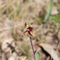 Caladenia actensis (Canberra Spider Orchid) at Mount Majura - 3 Sep 2021 by petersan