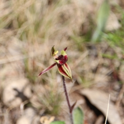 Caladenia actensis (Canberra Spider Orchid) at Downer, ACT by petersan